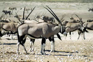 Animali che pascolano vicino al camp