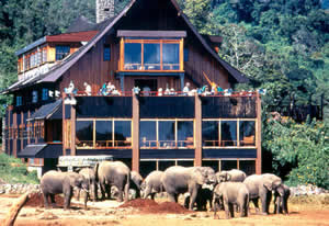 the ark tree lodge esterni