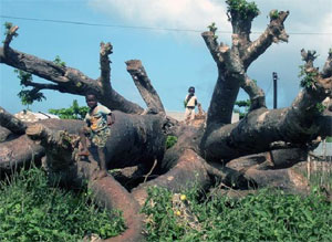 tronco di baobab