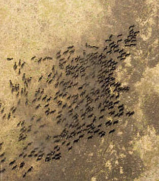 una mandria di animali della riserva